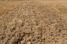 Subsoladores rectos lineales 3 filas fijo 7 brazos rastrojo cultivo suelo cereal NYX F Herederos de Manuel Gascon International Maquinaria agricola 
